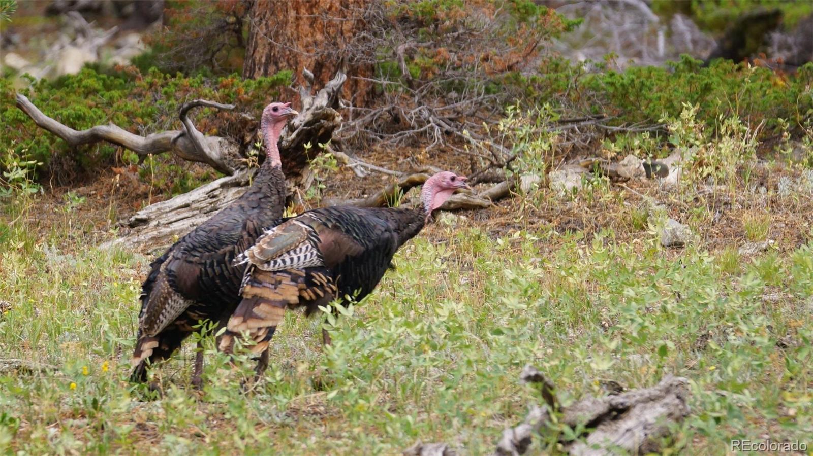 93 Gross Dam Road Golden CO 80403