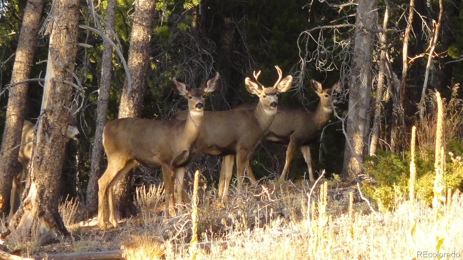 93 Gross Dam Road Golden CO 80403
