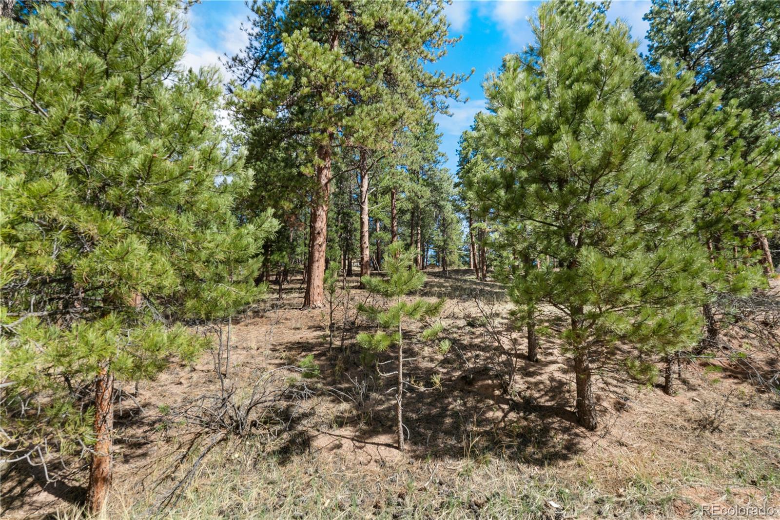 156 E Ridge Drive Woodland Park CO 80863