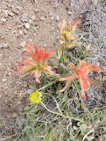 4253 Cahokia Road Hartsel CO 80449