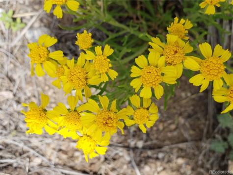 4253 Cahokia Road Hartsel CO 80449