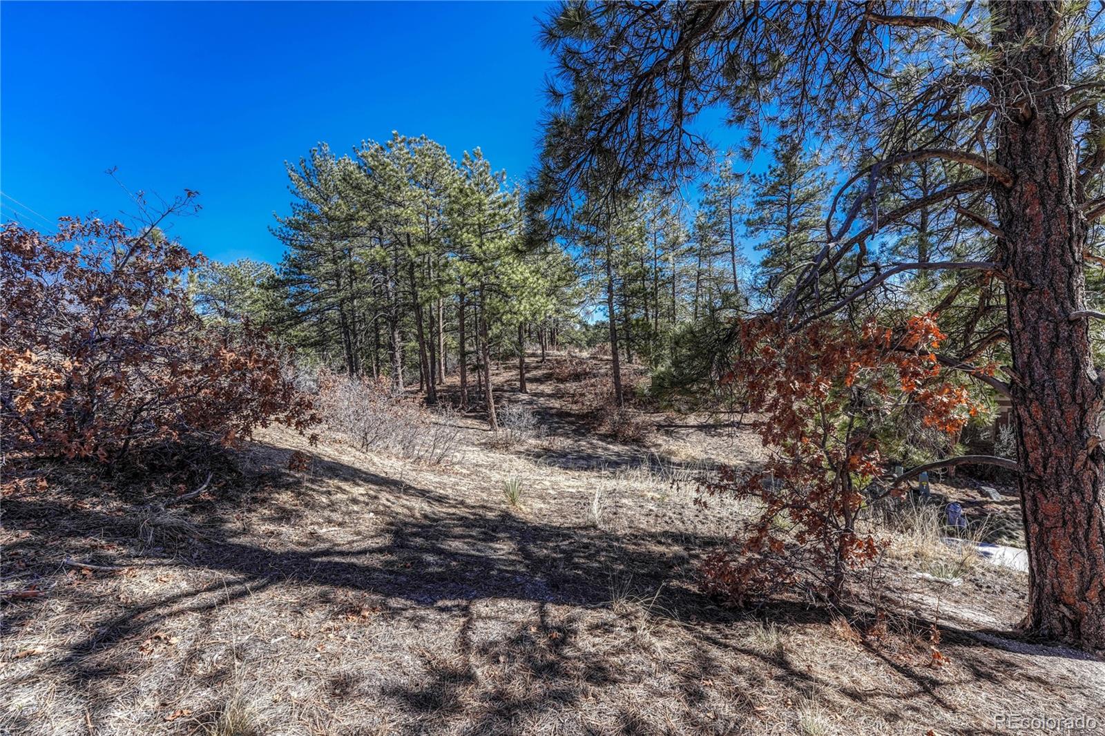 2111 Ramblewood Court Castle Rock CO 80104
