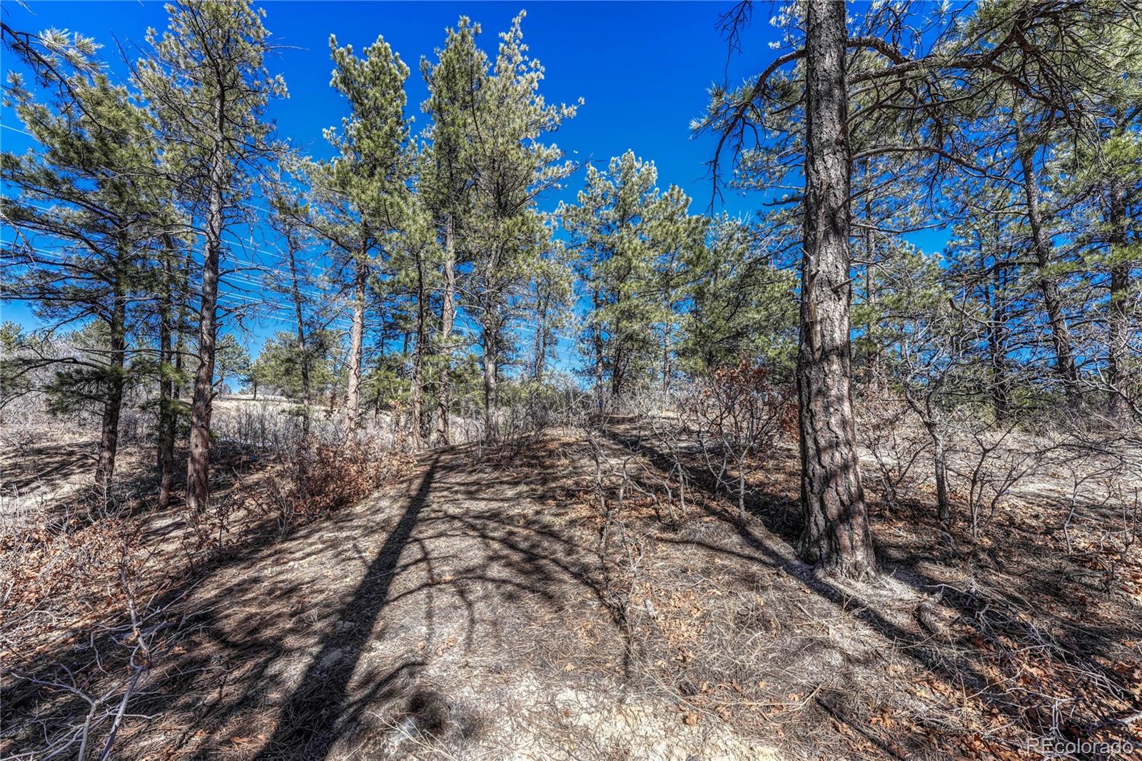 2111 Ramblewood Court Castle Rock CO 80104