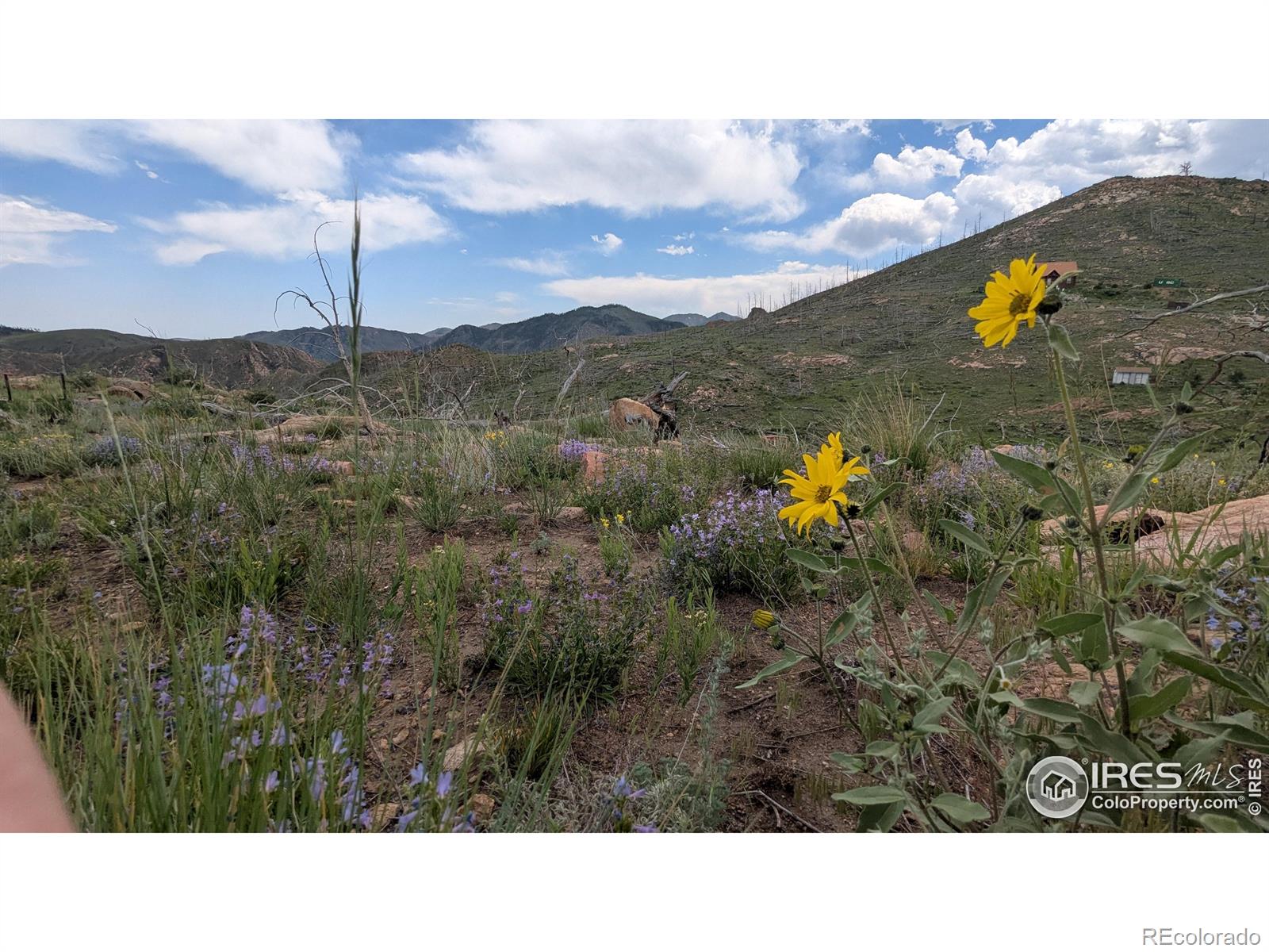 1324 Meadow Mountain Drive Livermore CO 80536