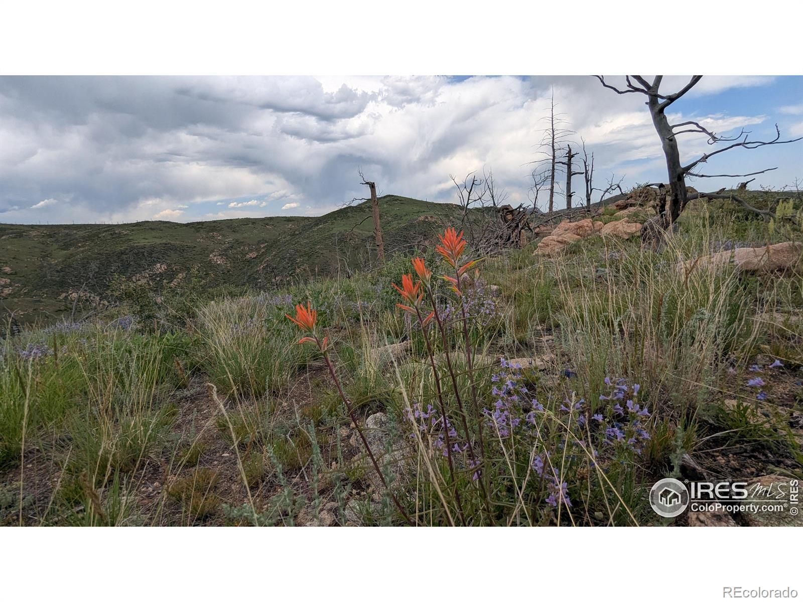 1324 Meadow Mountain Drive Livermore CO 80536