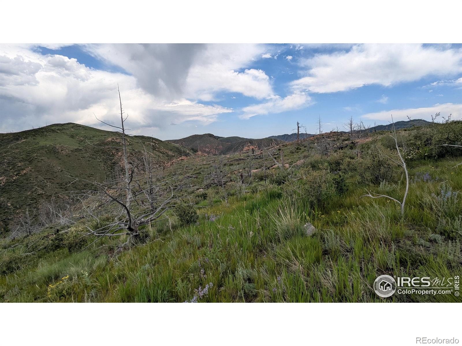 1324 Meadow Mountain Drive Livermore CO 80536