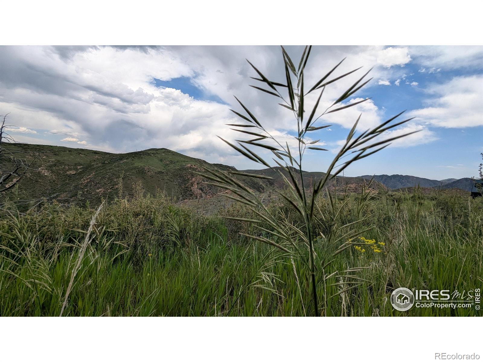 1324 Meadow Mountain Drive Livermore CO 80536