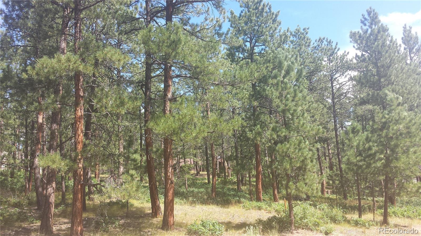 4467 Delaware Drive Larkspur CO 80118