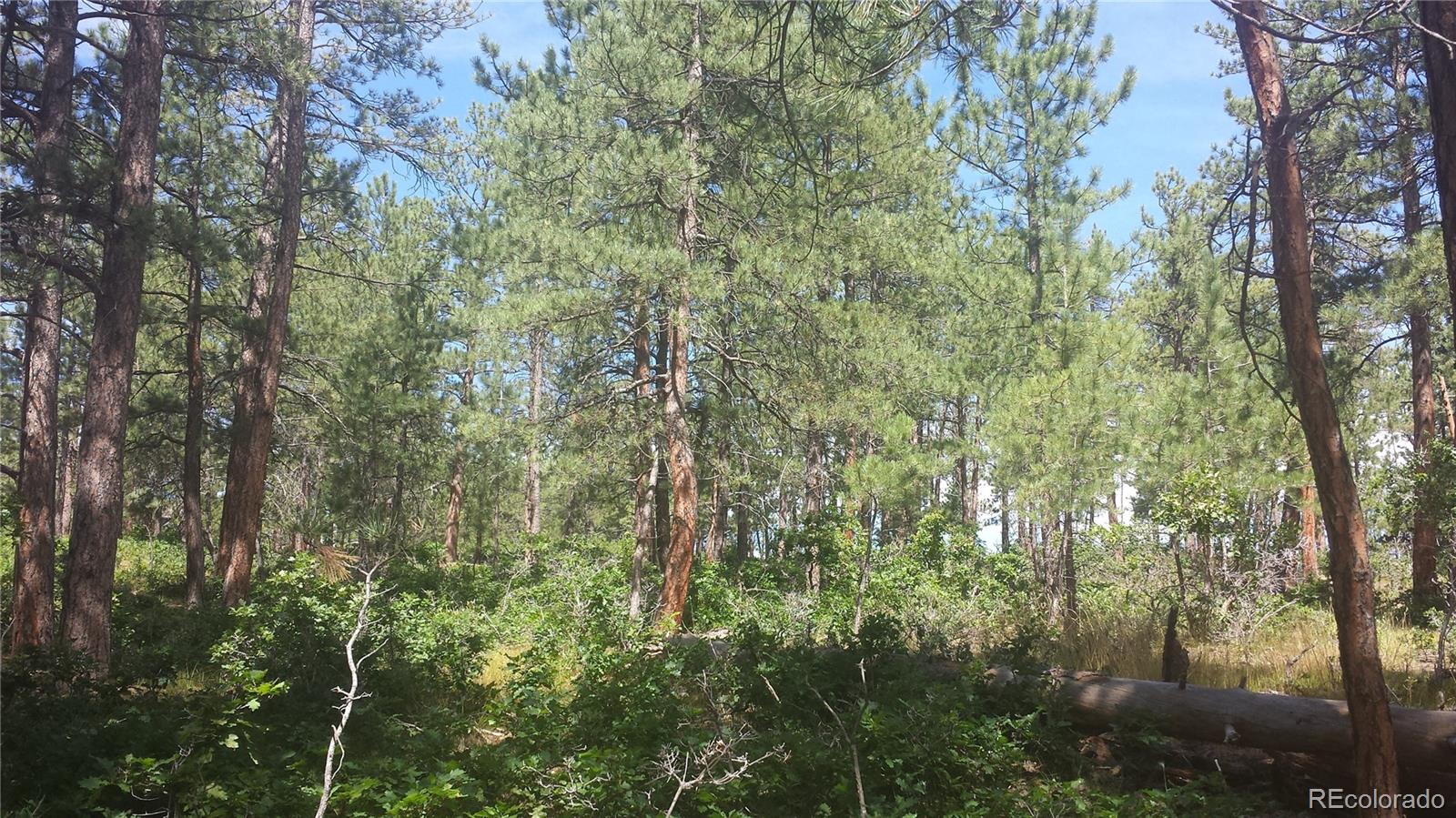 4467 Delaware Drive Larkspur CO 80118