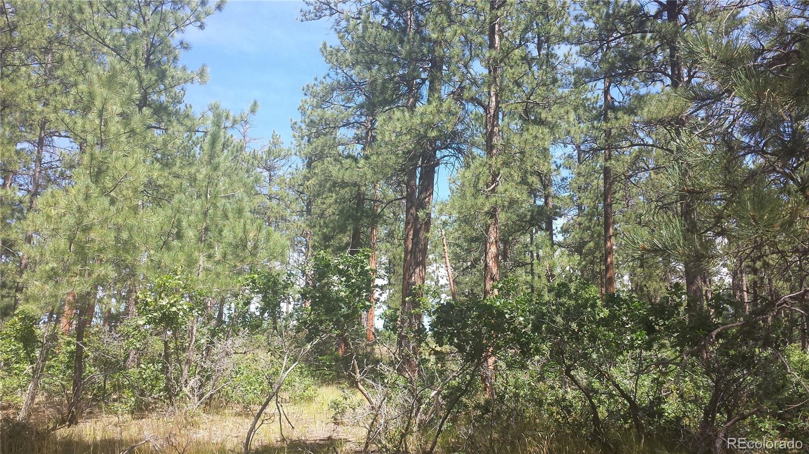 4467 Delaware Drive Larkspur CO 80118