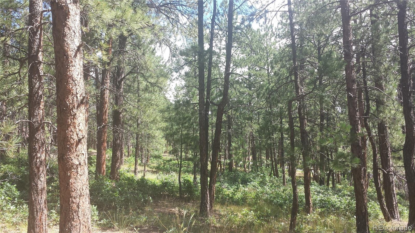 4467 Delaware Drive Larkspur CO 80118