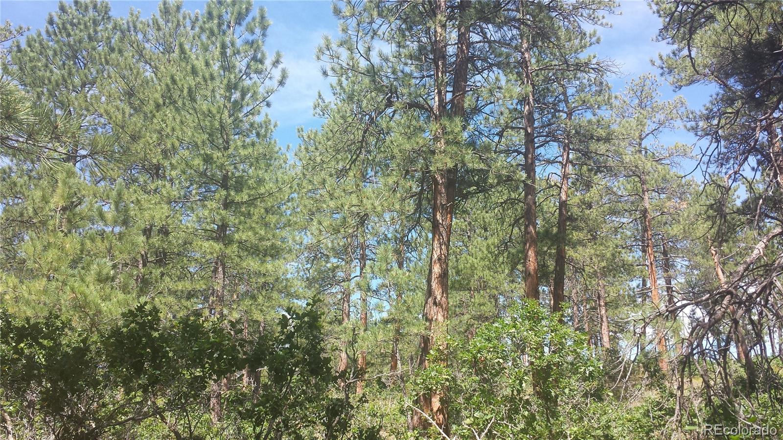 4467 Delaware Drive Larkspur CO 80118
