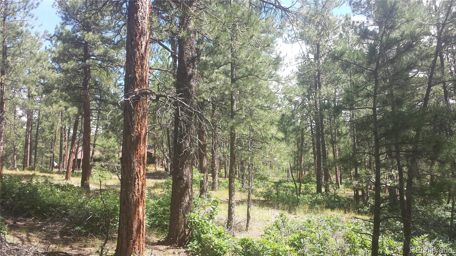 4467 Delaware Drive Larkspur CO 80118
