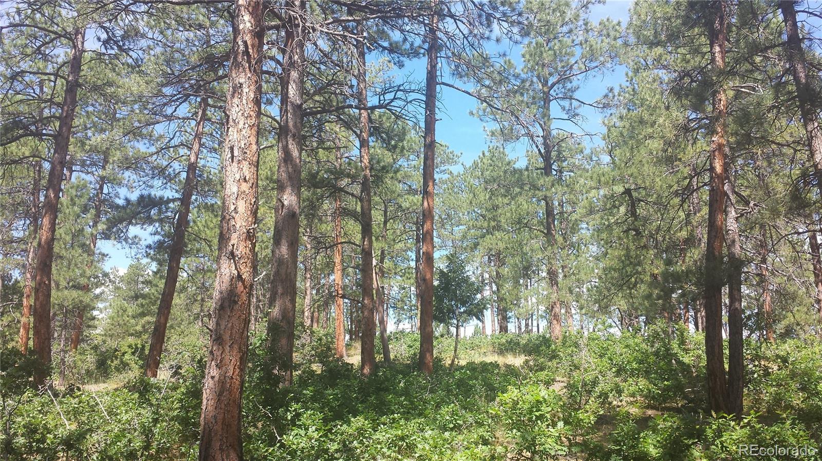 4467 Delaware Drive Larkspur CO 80118