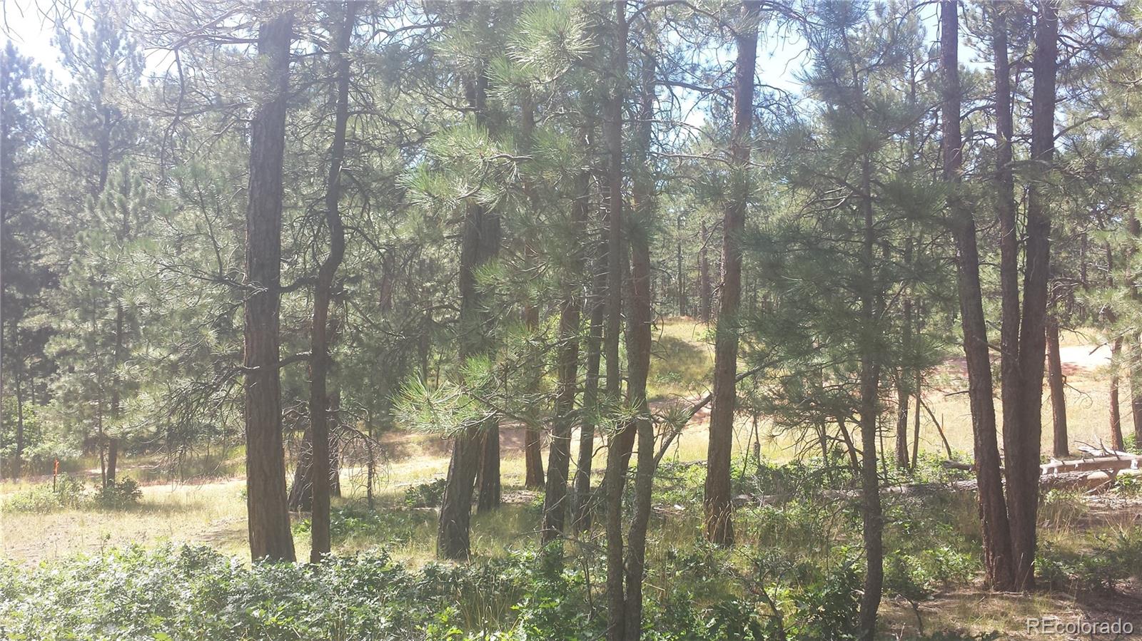 4467 Delaware Drive Larkspur CO 80118