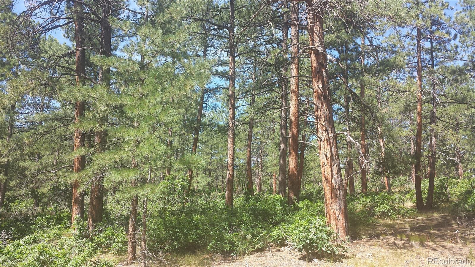 4467 Delaware Drive Larkspur CO 80118