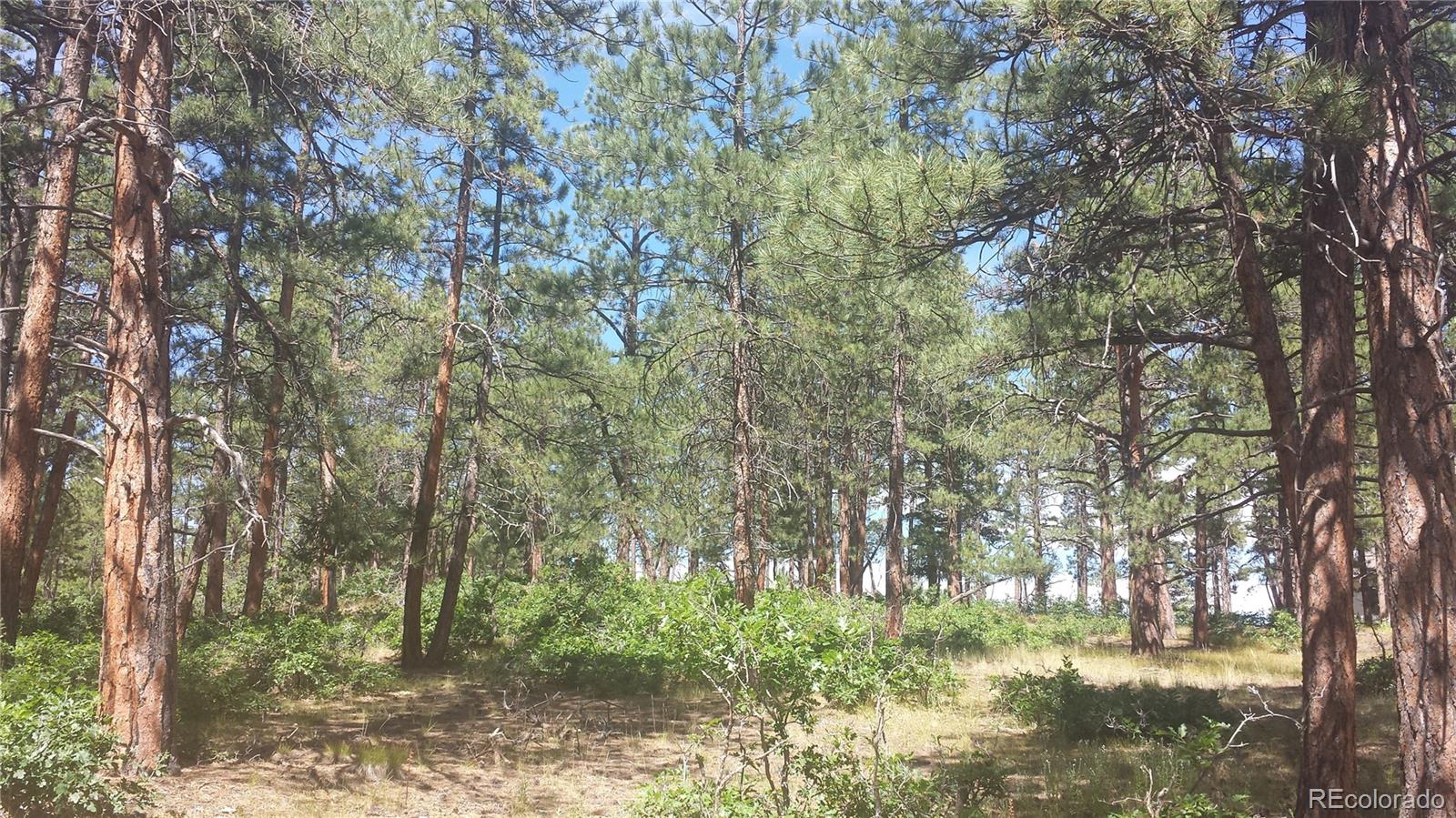 4467 Delaware Drive Larkspur CO 80118