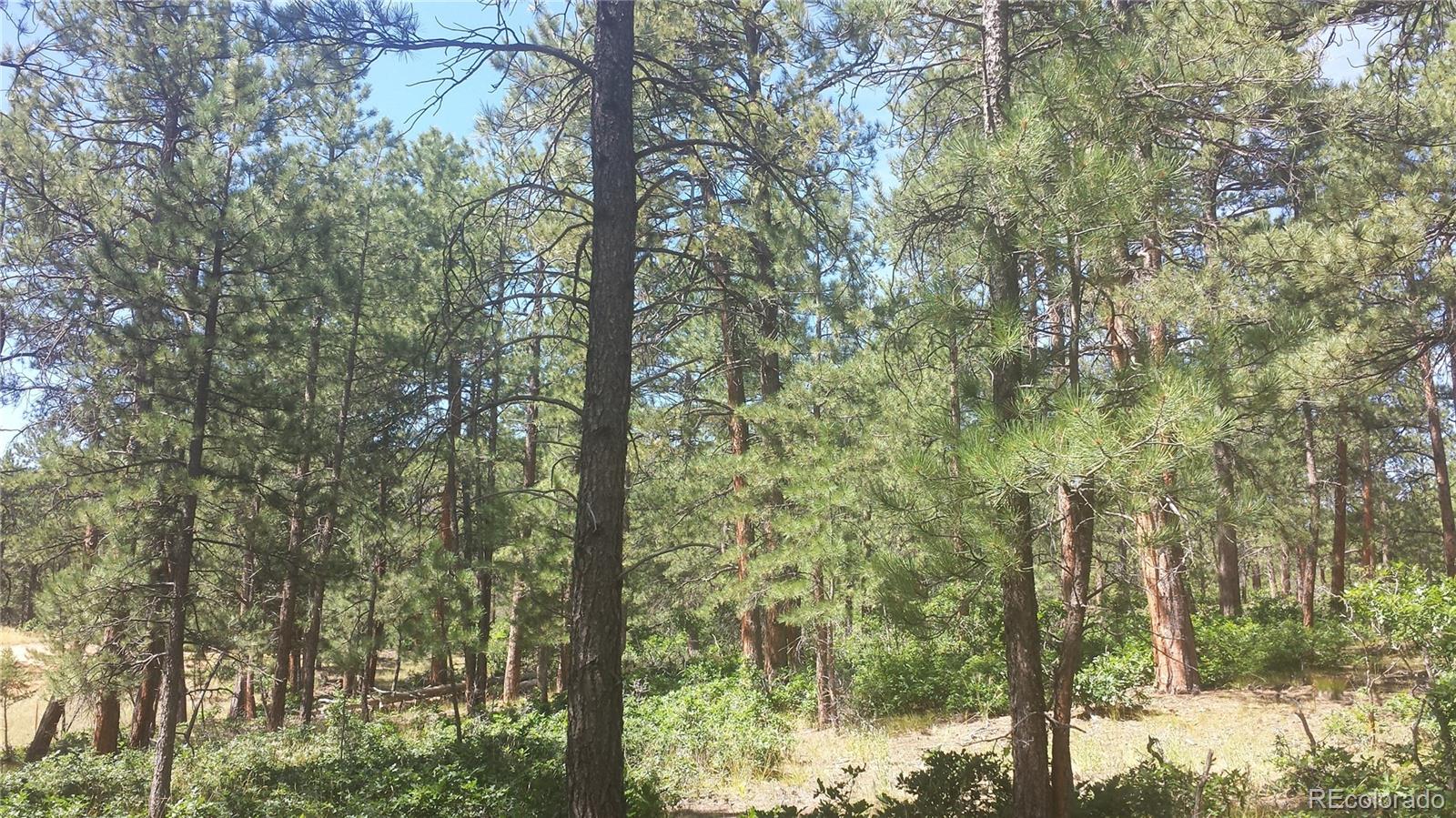 4467 Delaware Drive Larkspur CO 80118