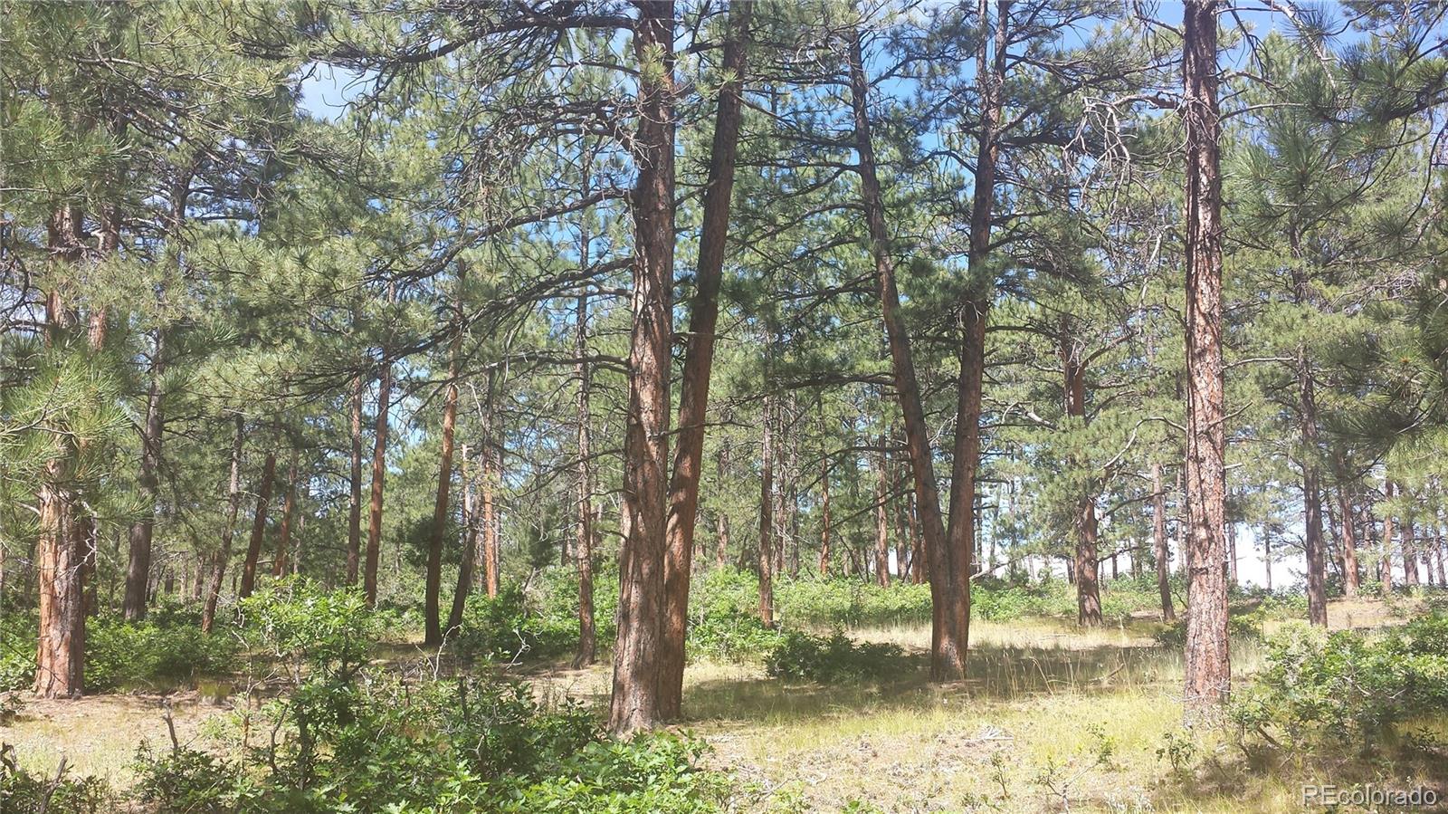 4467 Delaware Drive Larkspur CO 80118