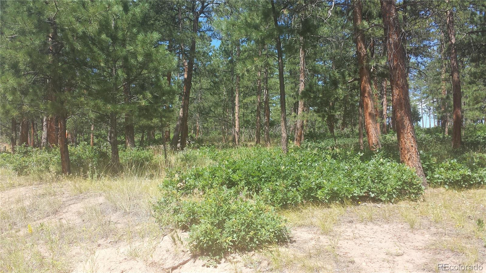 4467 Delaware Drive Larkspur CO 80118