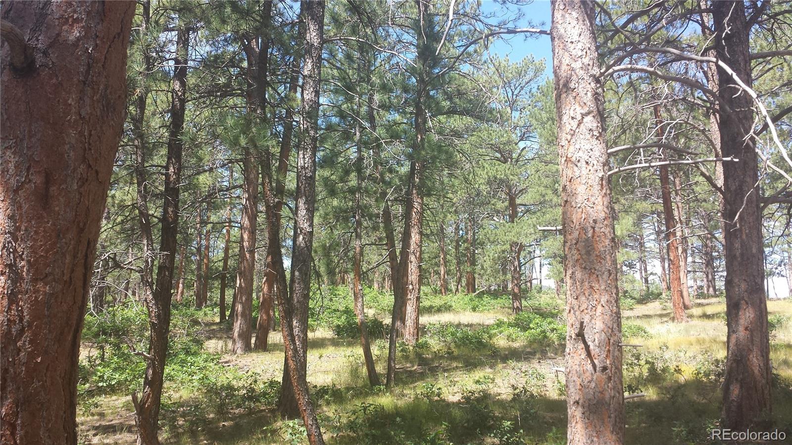 4467 Delaware Drive Larkspur CO 80118
