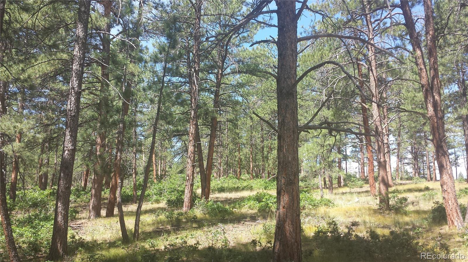 4467 Delaware Drive Larkspur CO 80118