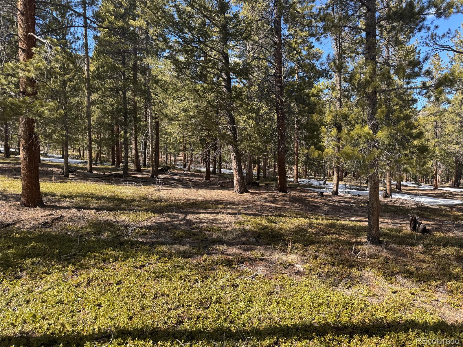 18961 Wagon Trail Buena Vista CO 81211