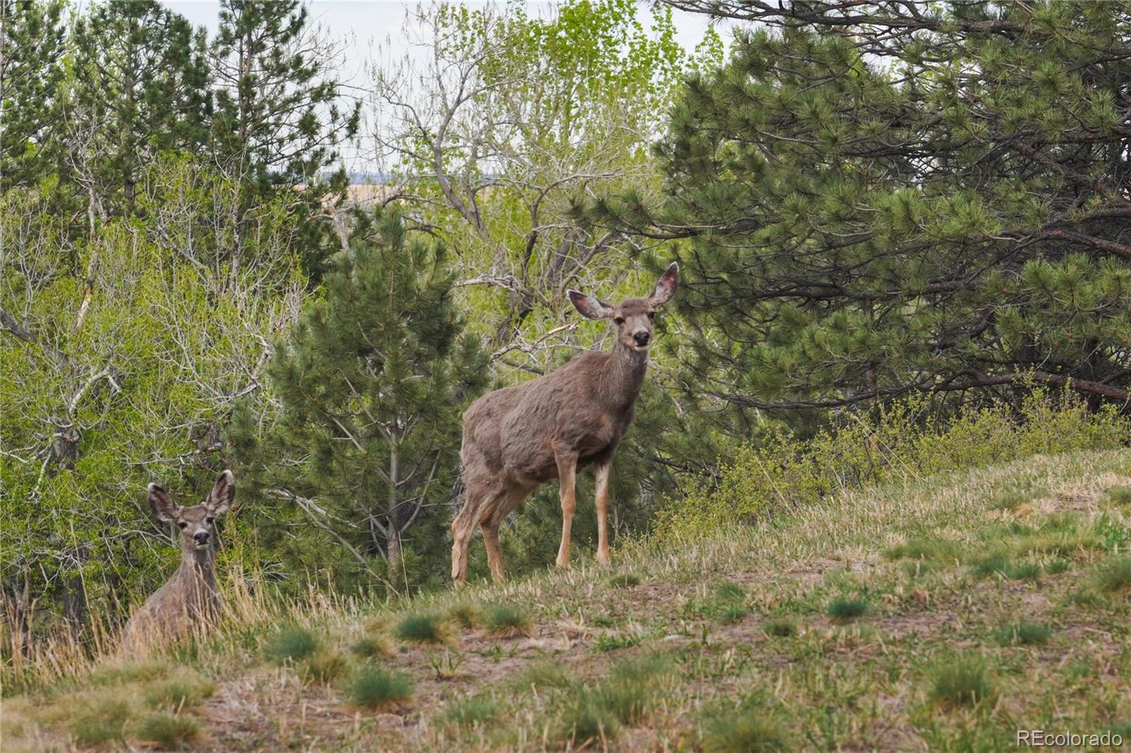 8664 Middle Fork Boulder CO 80302