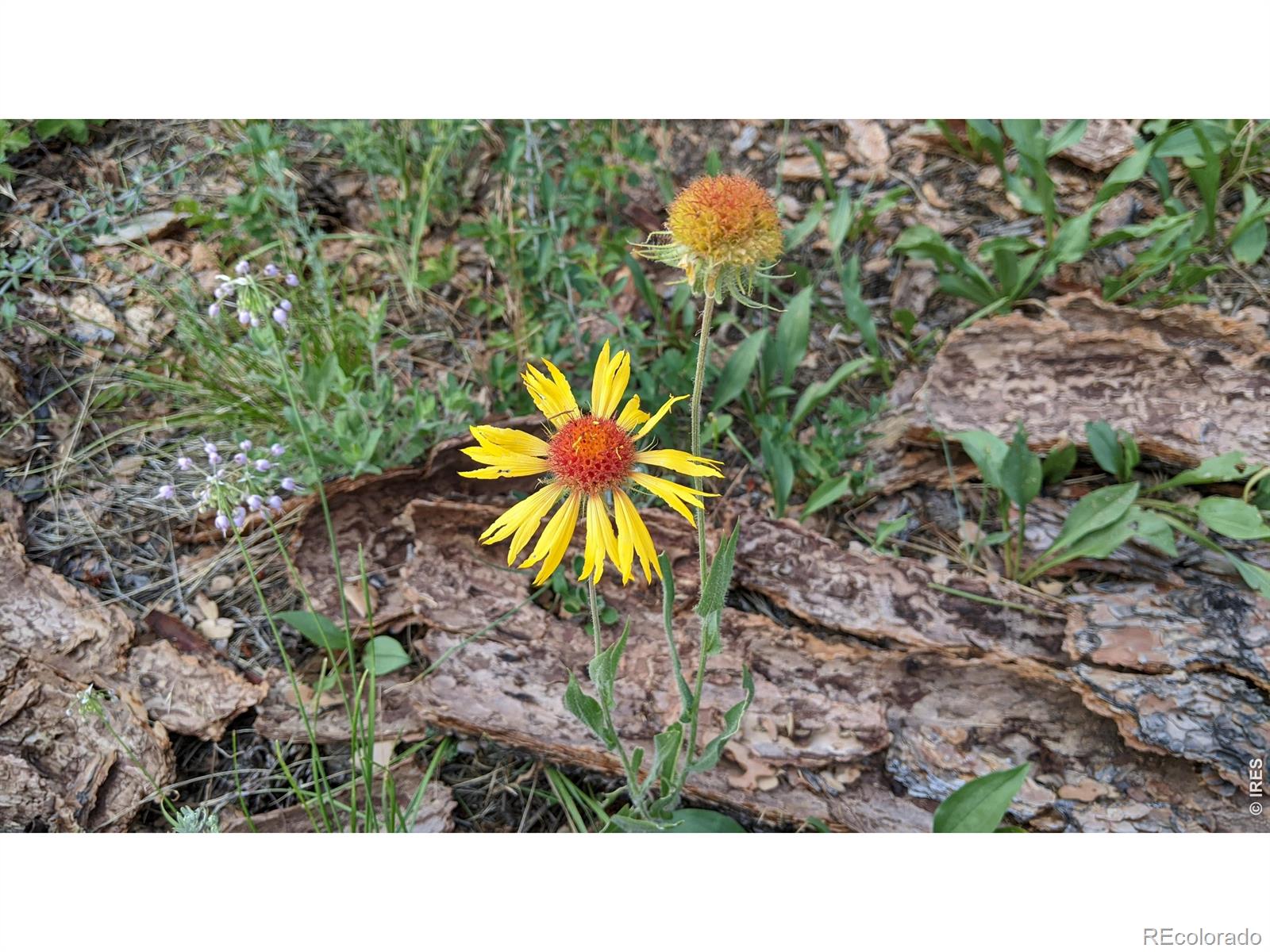 1312 Chute Road Golden CO 80403