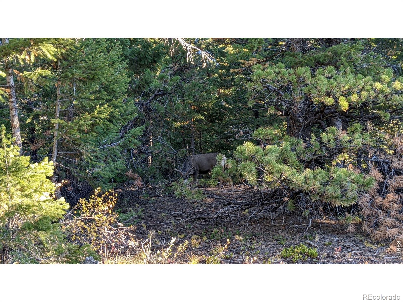 1312 Chute Road Golden CO 80403