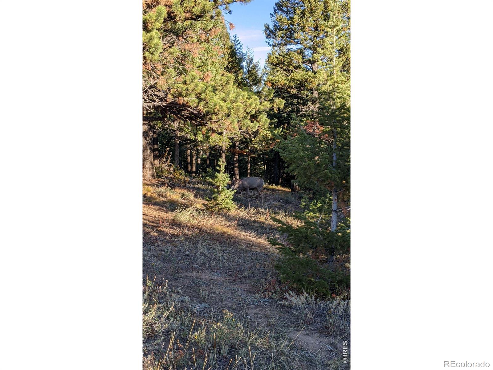 1312 Chute Road Golden CO 80403