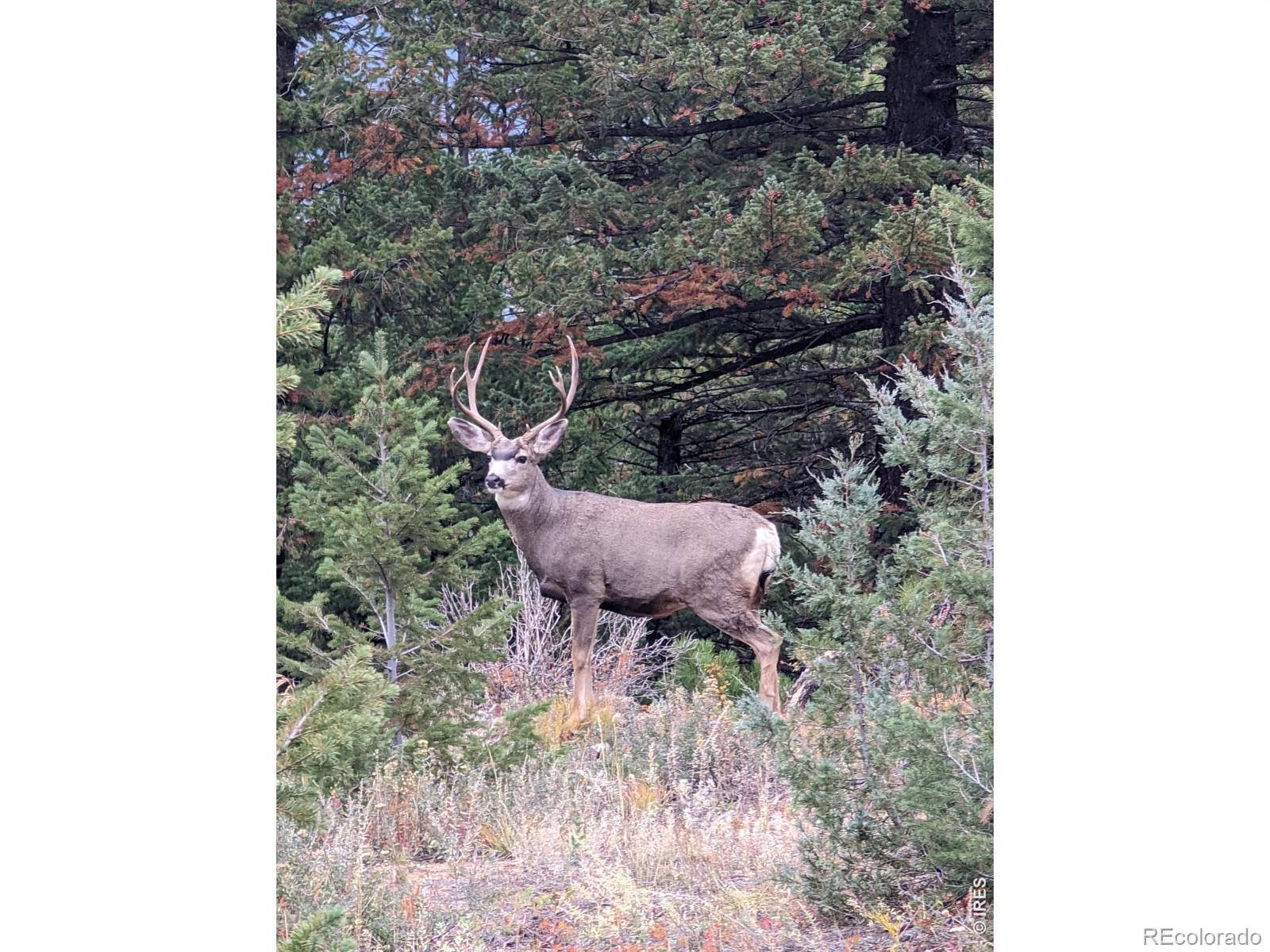 1312 Chute Road Golden CO 80403