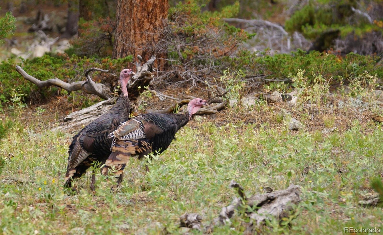 50 Rudolph Ranch Road Black Hawk CO 80422