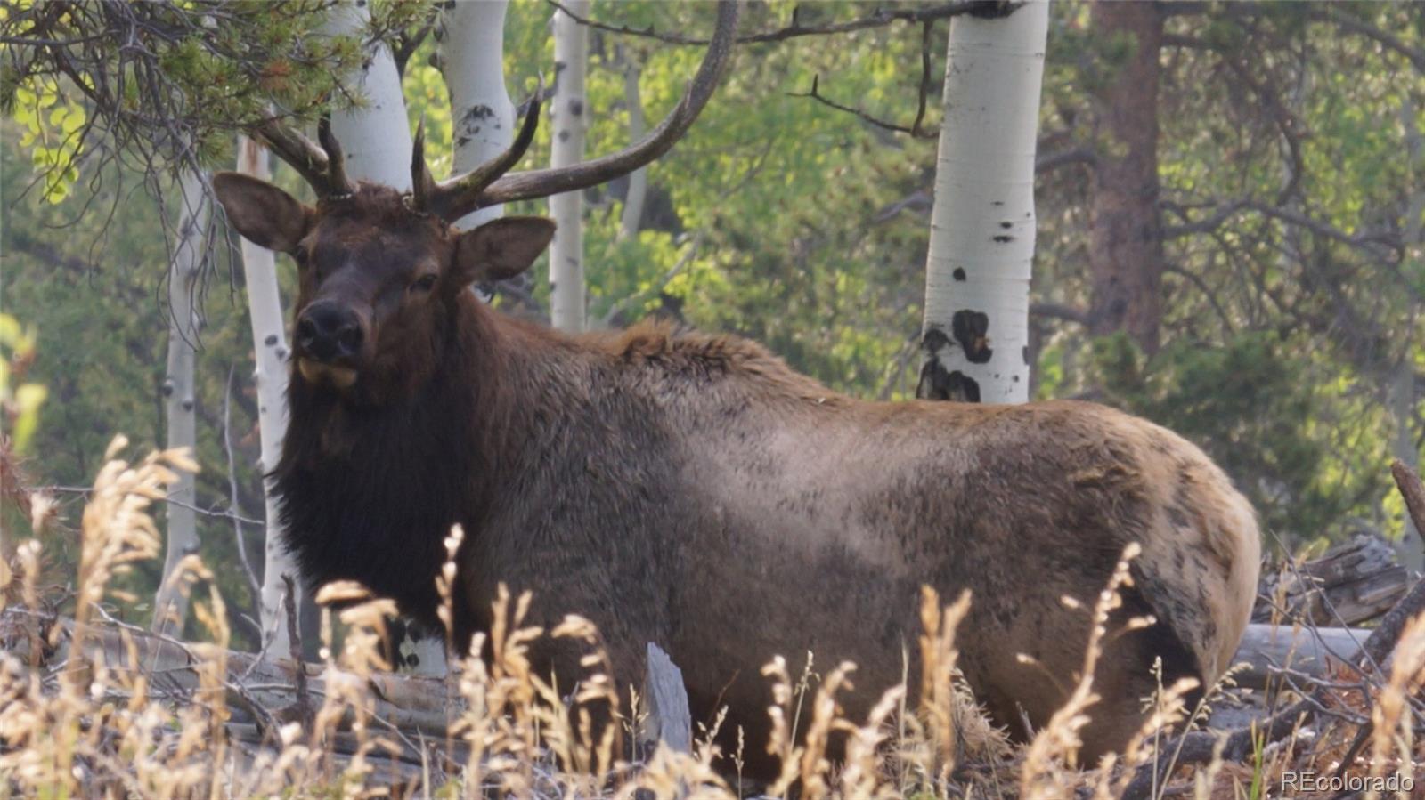 50 Rudolph Ranch Road Black Hawk CO 80422