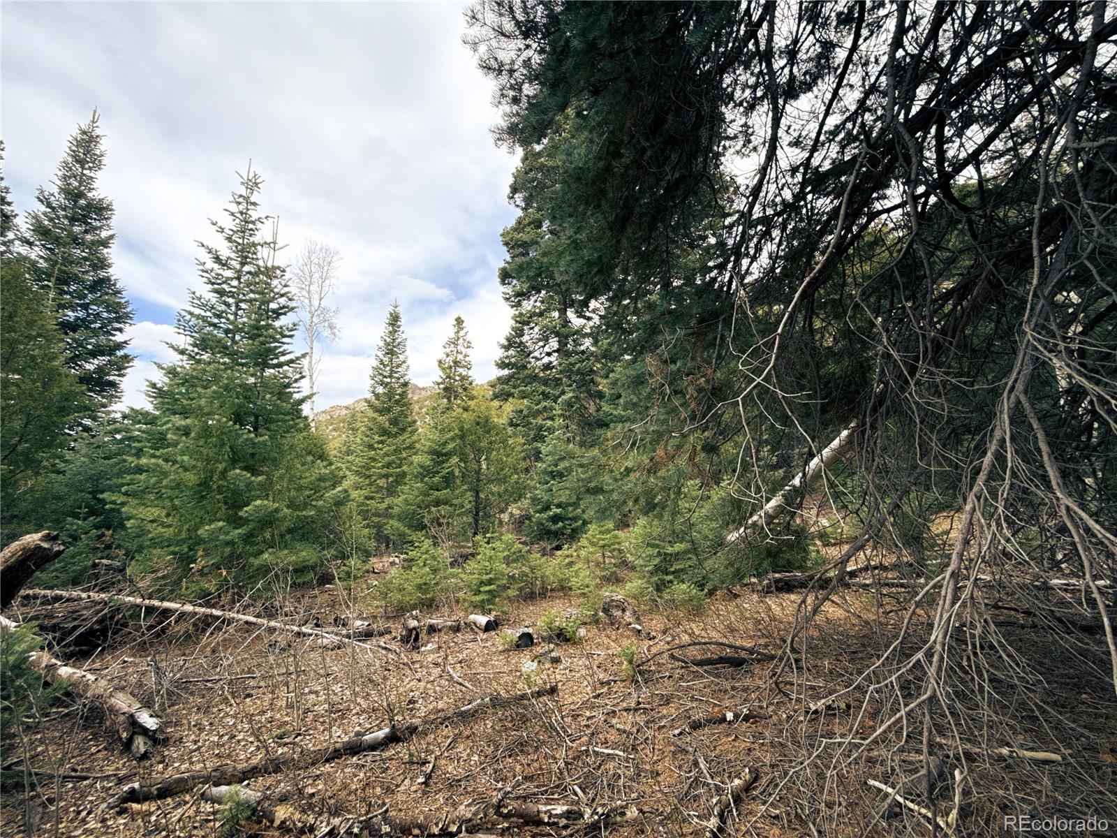189 Cedar Ridge Road Mosca CO 81146