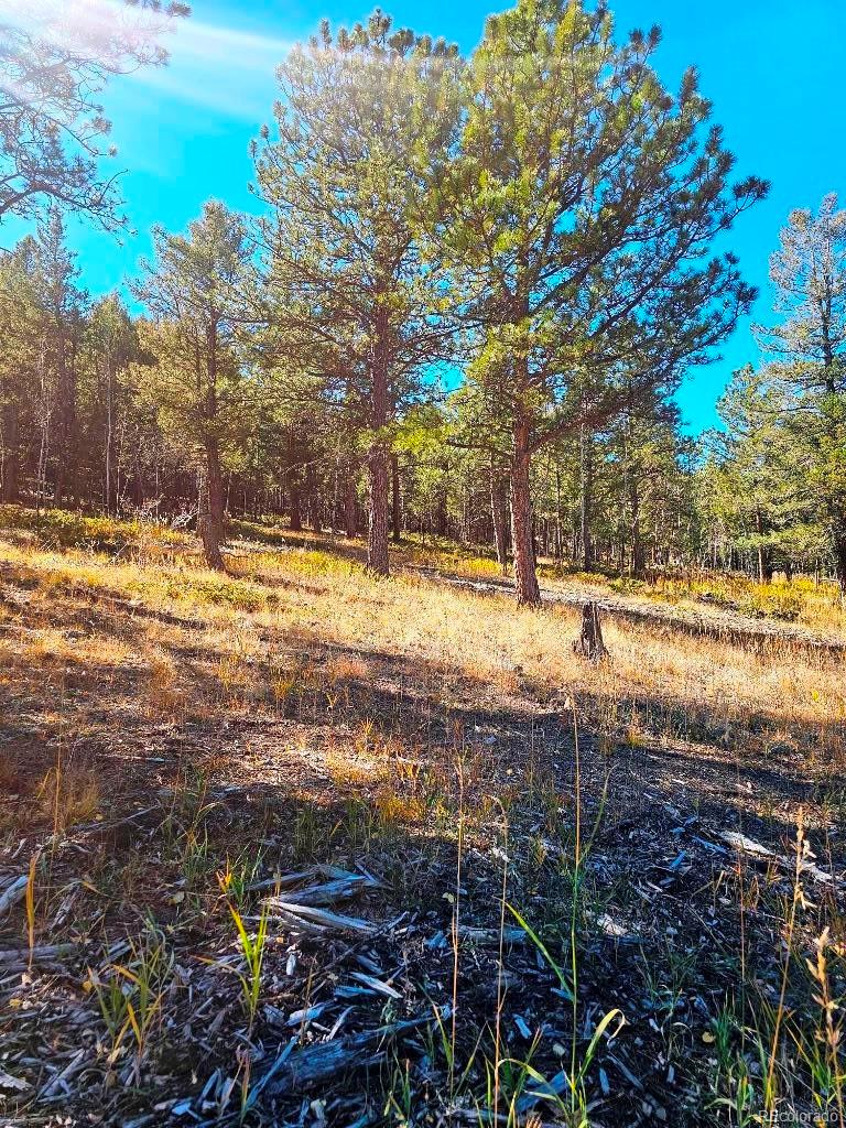 1504 County Road 43 Bailey CO 80421