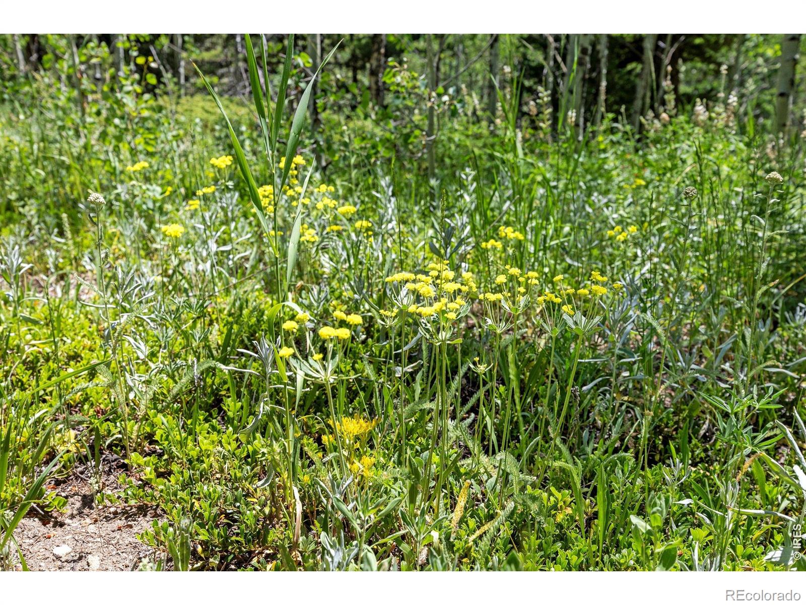 1568 County Road 103 Nederland CO 80466