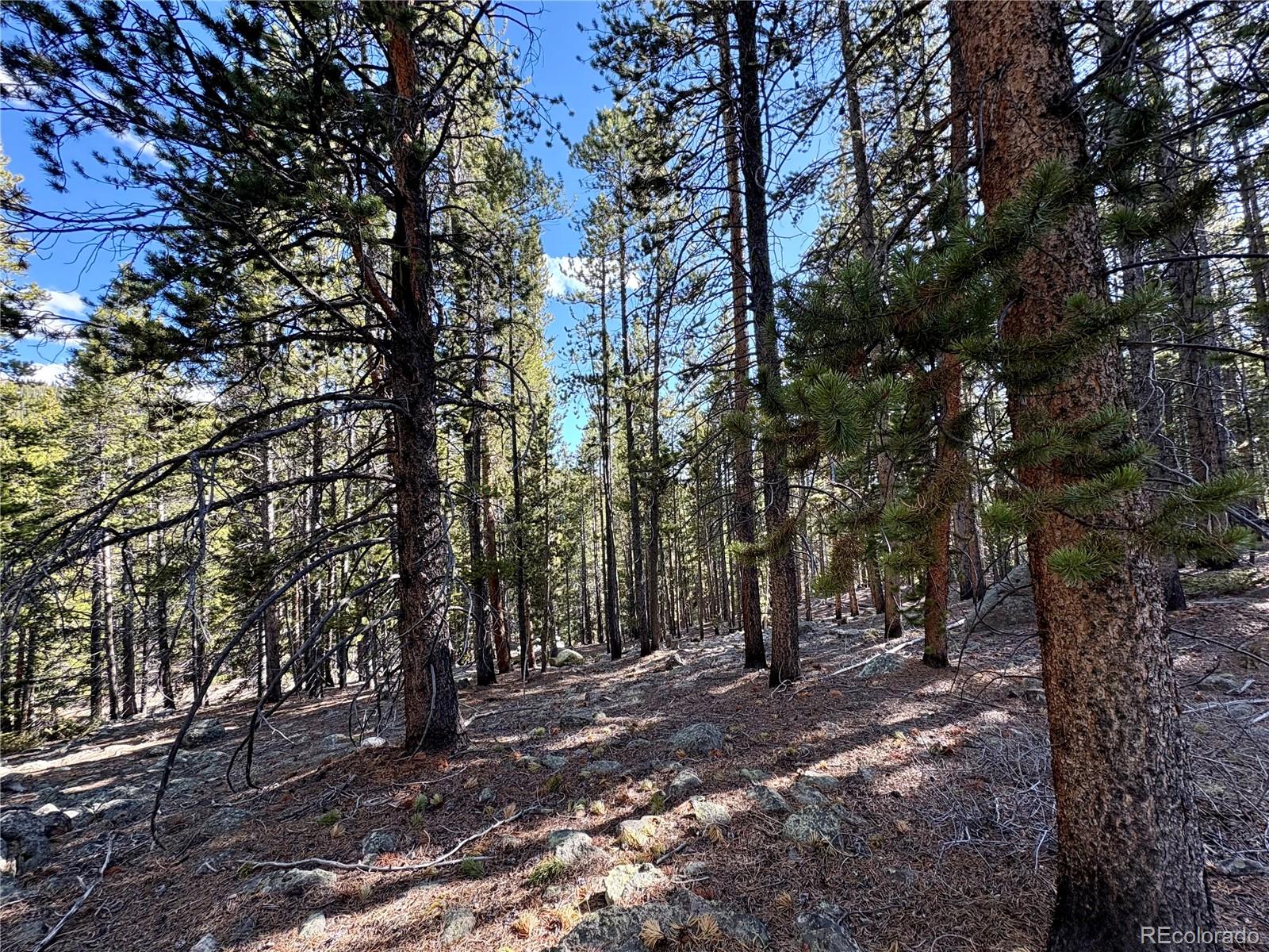 5282 Roy Leadville CO 80461