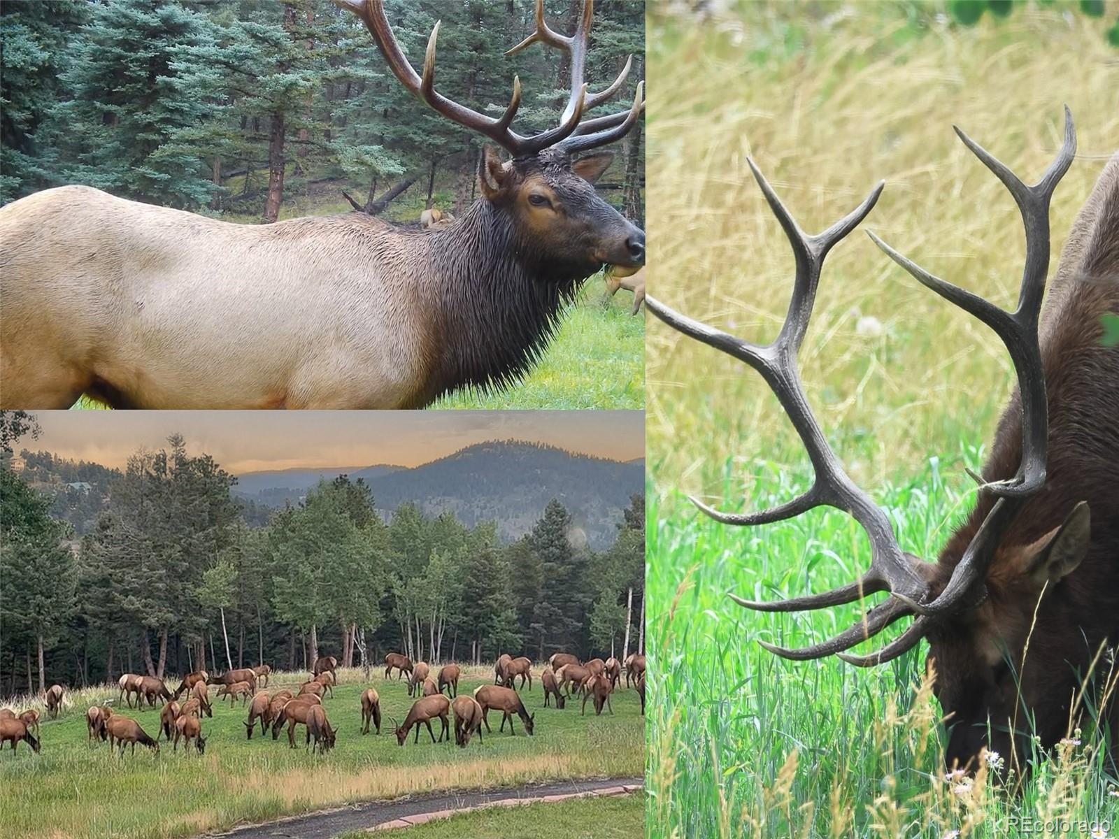 26543 Richmond Hill Road Conifer CO 80433