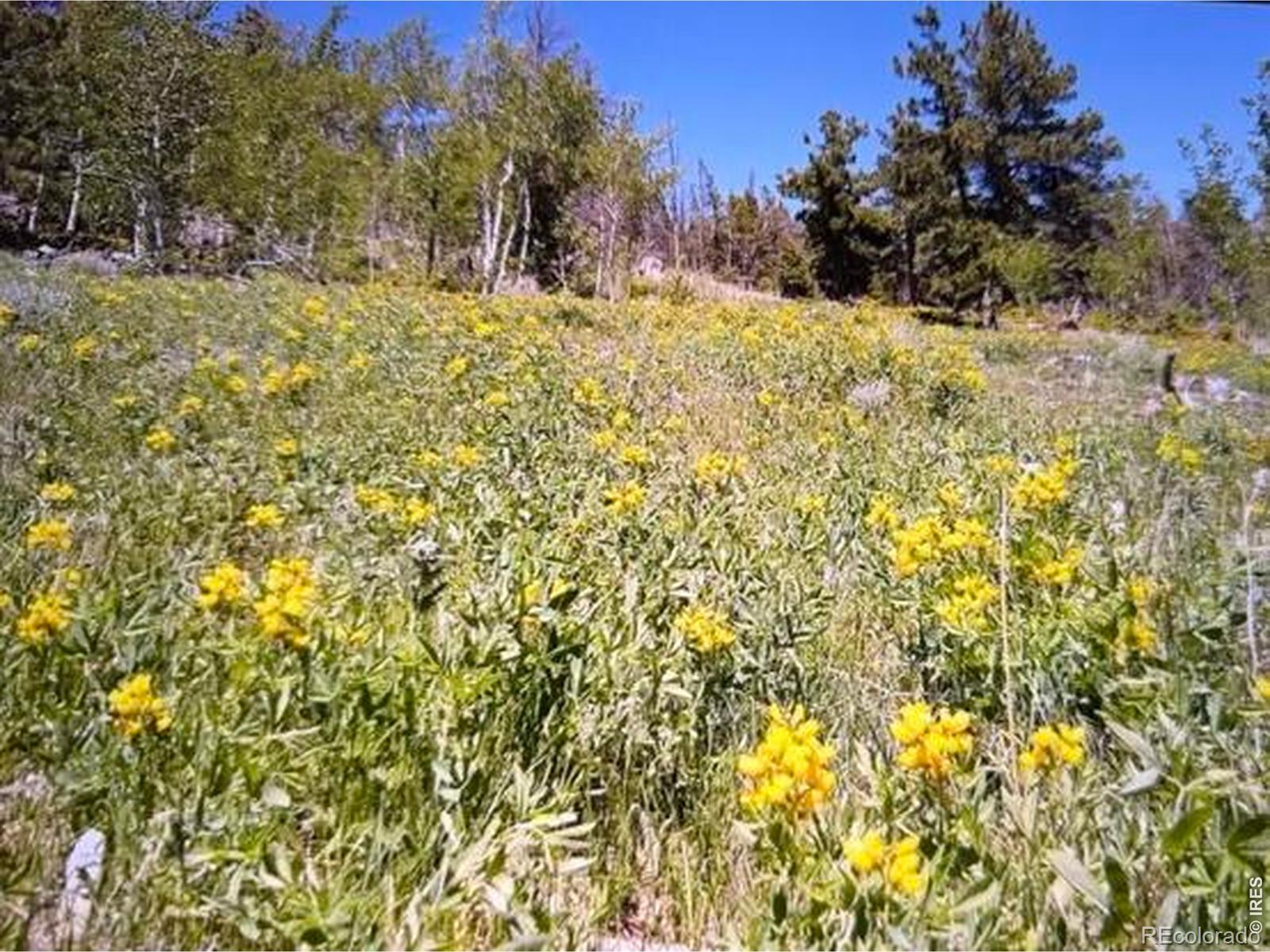 215 Murdock Drive Red Feather Lakes CO 80545
