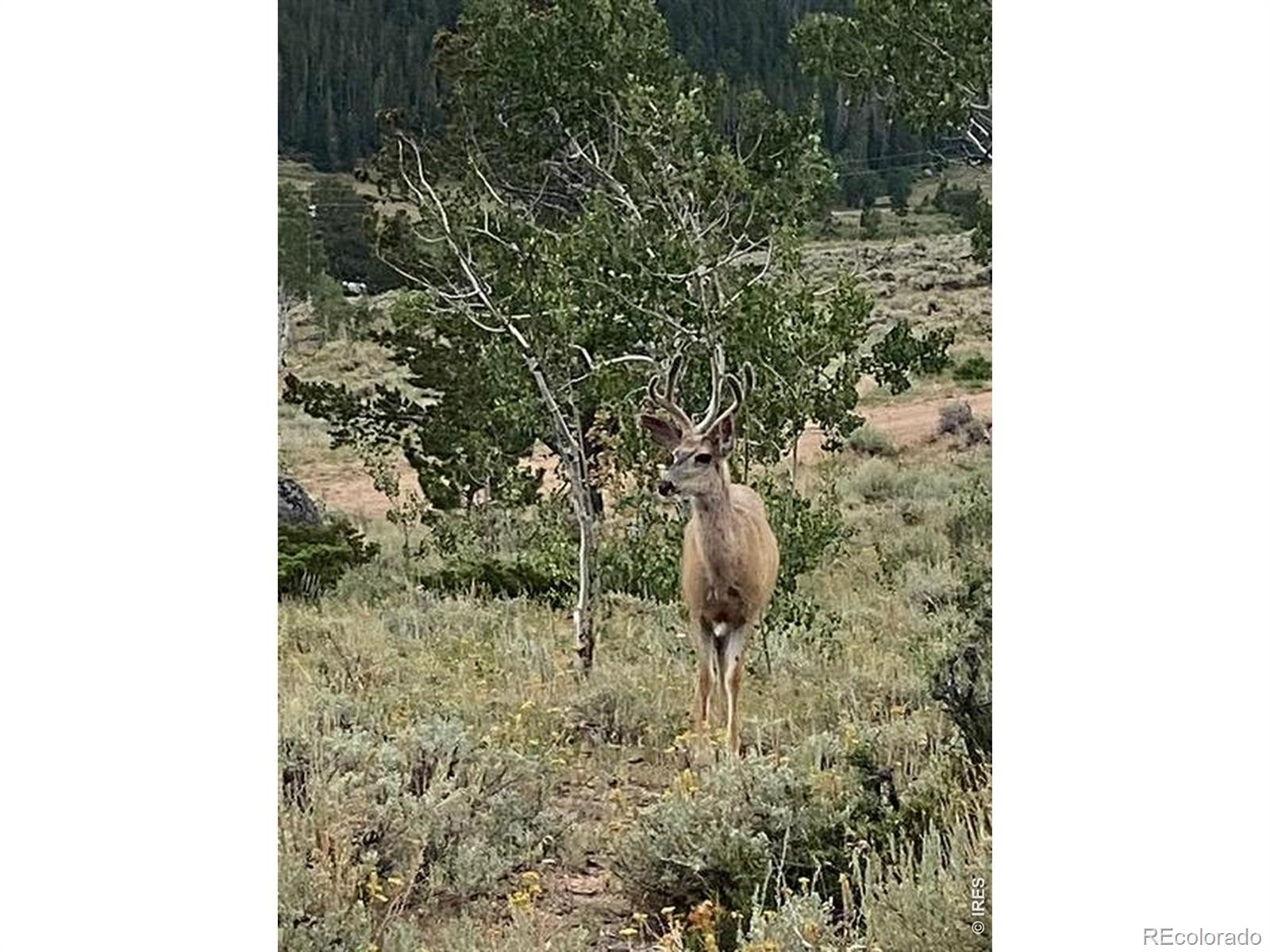 215 Murdock Drive Red Feather Lakes CO 80545