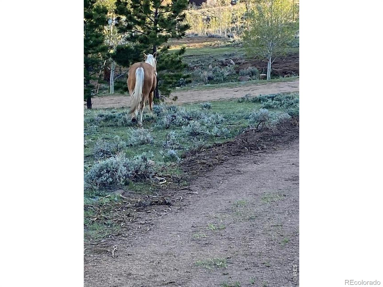 215 Murdock Drive Red Feather Lakes CO 80545