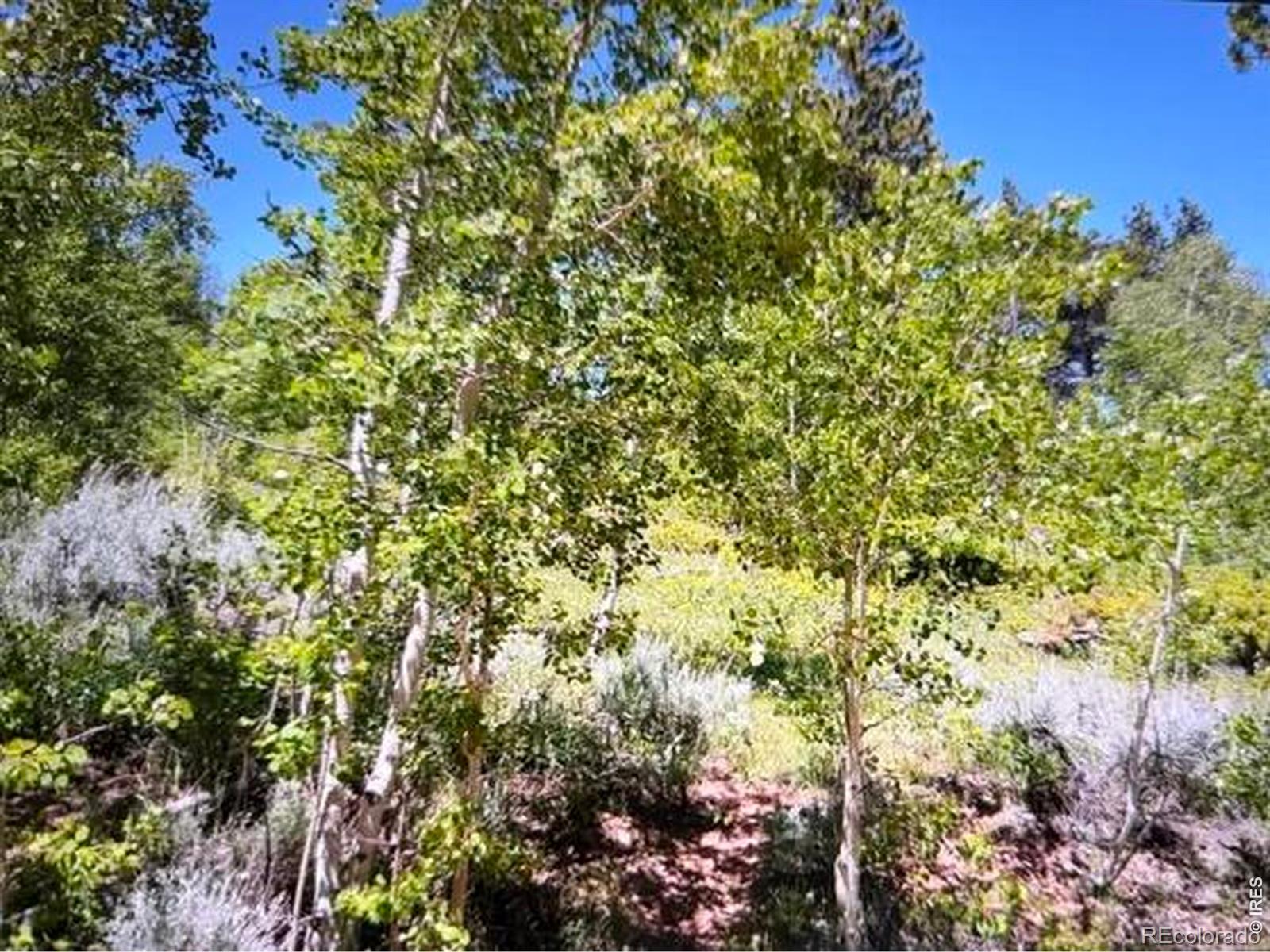215 Murdock Drive Red Feather Lakes CO 80545