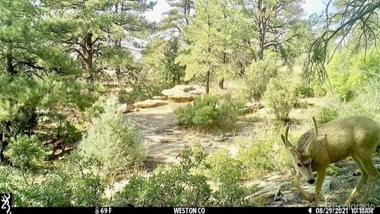 Rancho La Garita Lot 175 Weston CO 81091