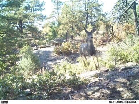 Rancho La Garita Lot 175 Weston CO 81091