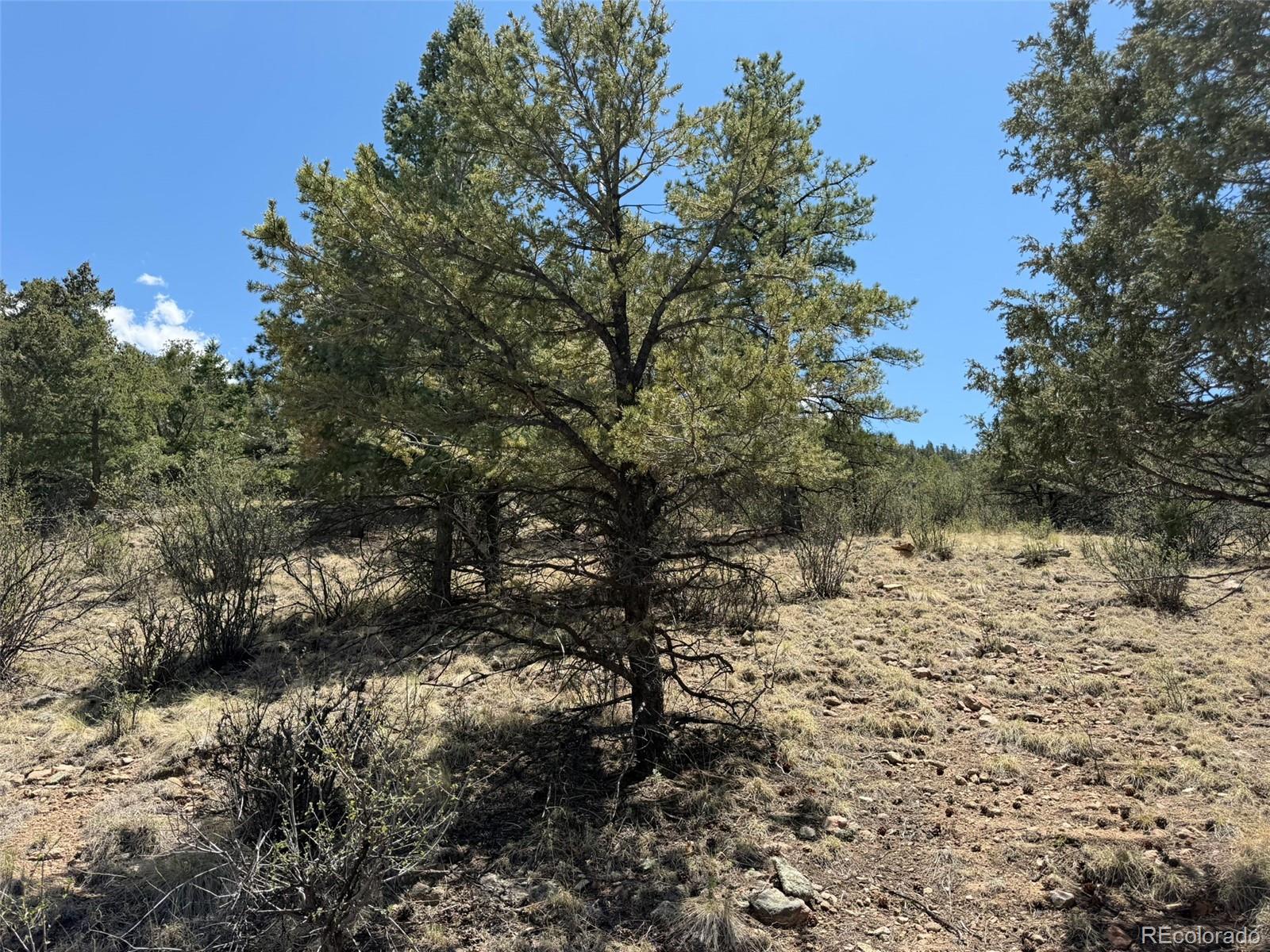 477 Bear Peak Road Westcliffe CO 81252
