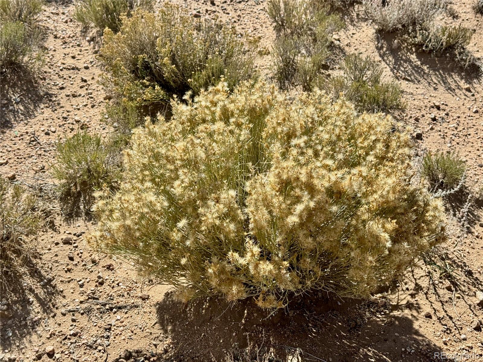 Lot 7 County X Road Blanca CO 81123