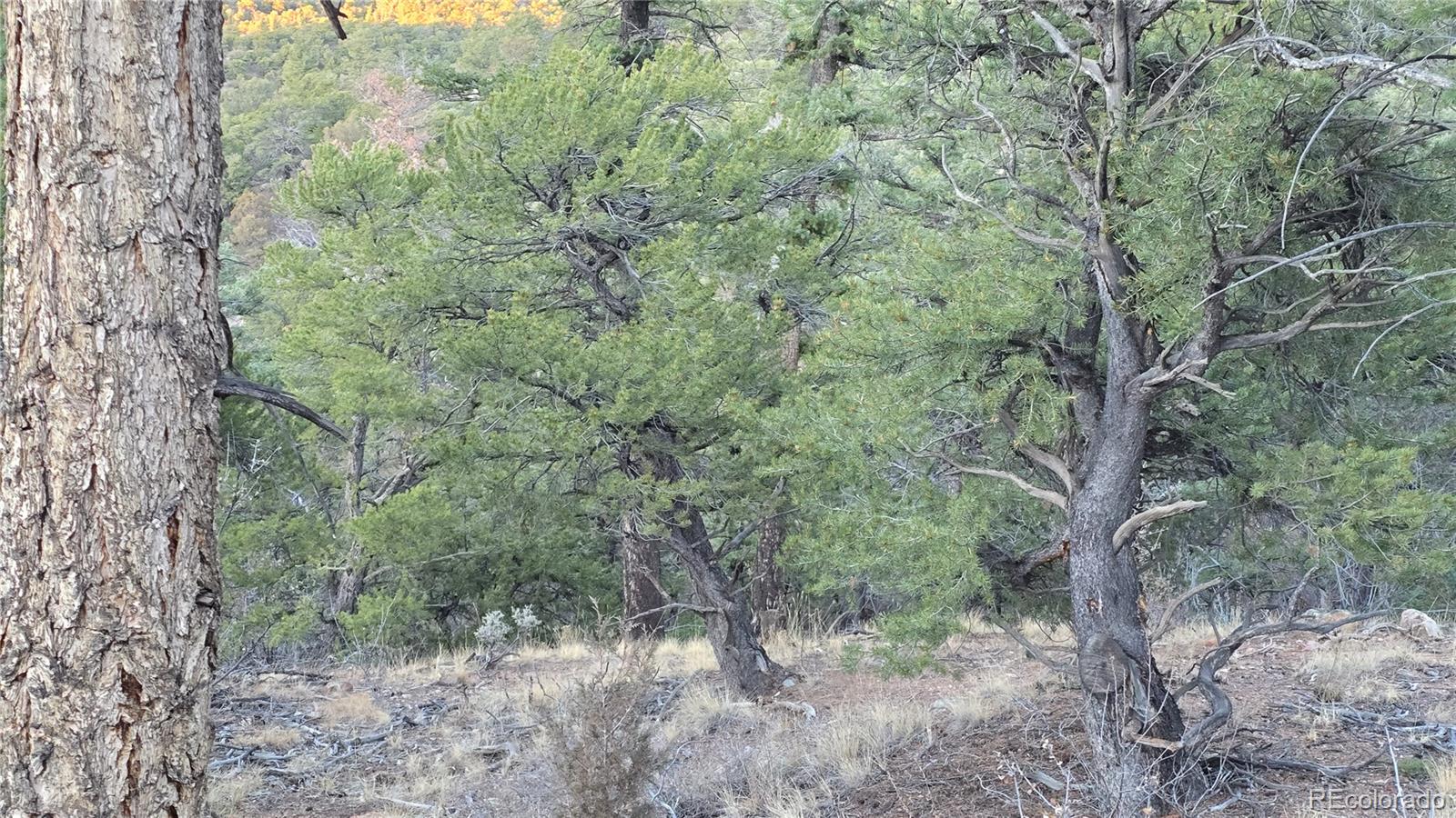 Lot 5106 Redler Road Fort Garland CO 81133
