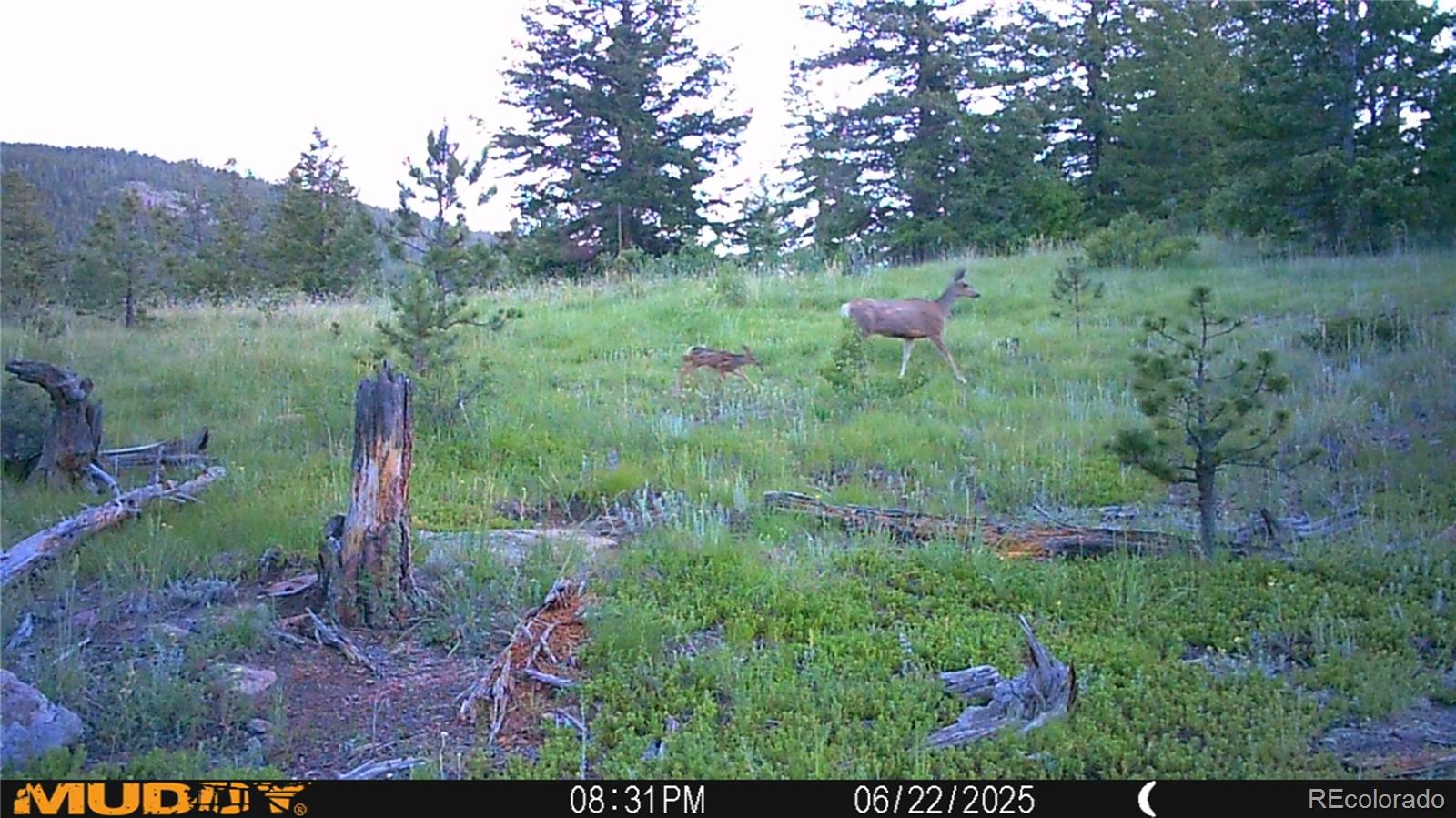 591599 Soul Shine Road Drake CO 80515
