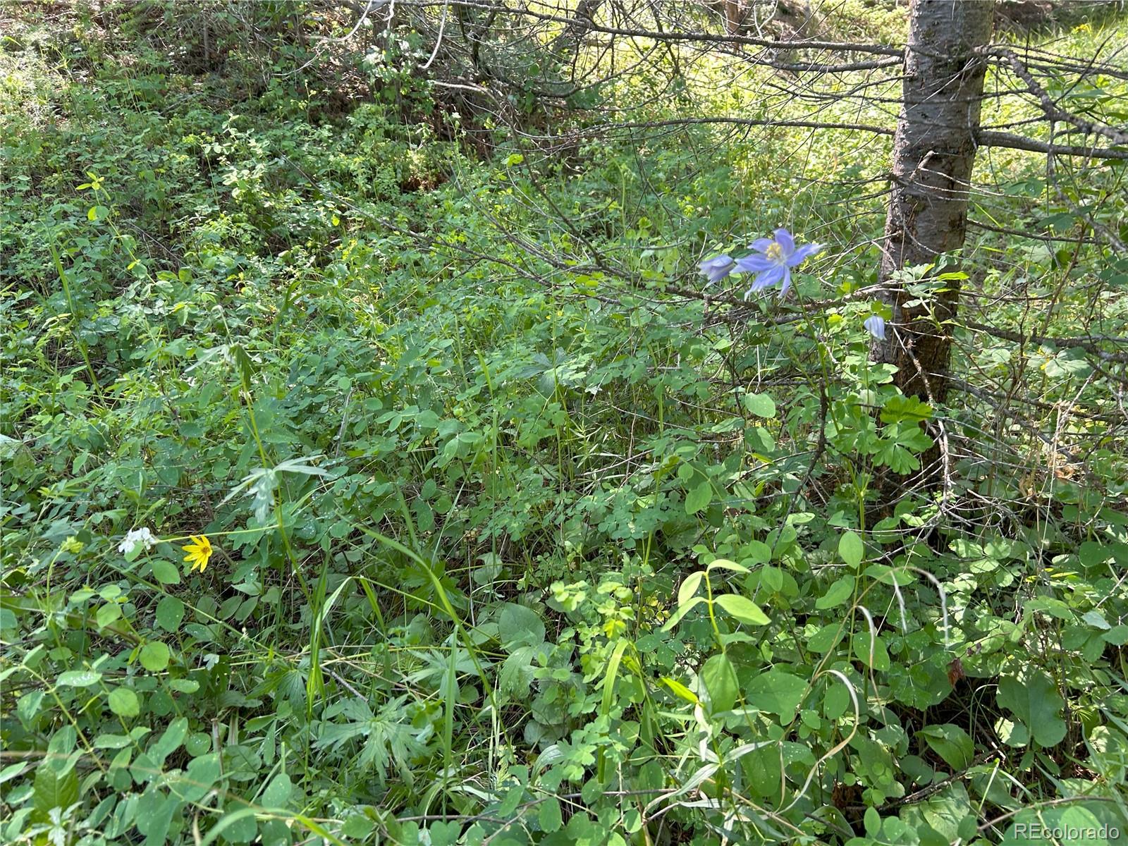591599 Soul Shine Road Drake CO 80515